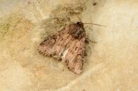 Luperina testacea