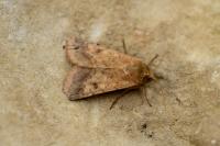 Helicoverpa armigera