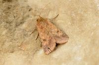 Helicoverpa armigera