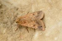 Helicoverpa armigera