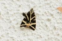 Euplagia quadripunctaria
