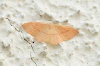 Cyclophora linearia