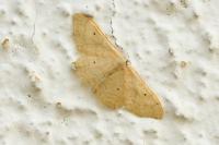 Idaea straminata