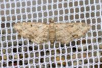 Eupithecia inturbata