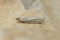 Crambus perlellus