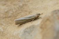 Crambus perlellus