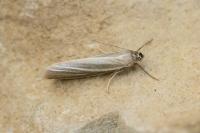 Crambus perlellus