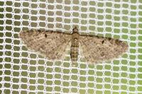Eupithecia