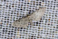 Eupithecia