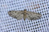 Eupithecia