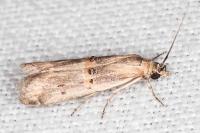 Psorosa dahliella