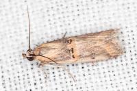 Psorosa dahliella