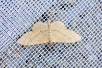Idaea aversata