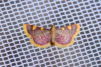 Hypsopygia costalis