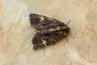 Mesapamea secalella/secalis