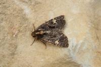 Mesapamea secalella/secalis
