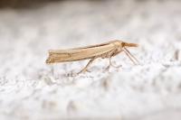 Ancylolomia tentaculella / disparalis