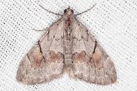 Pennithera ulicata
