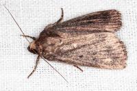 Amphipyra tragopoginis