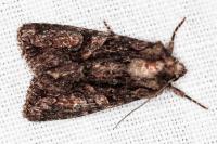 Dryobotodes tenebrosa