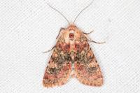 Polymixis argillaceago
