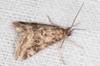 Hellula undalis
