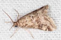 Hellula undalis