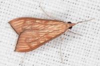 Antigastra catalaunalis