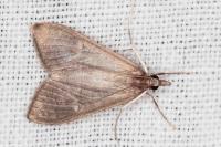 Mecyna asinalis