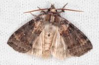 Cymatophorina diluta