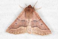 Crocallis tusciaria