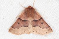 Crocallis tusciaria