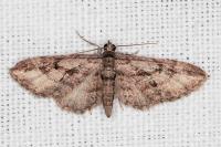 Eupithecia ericeata