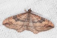 Nycterosea obstipata