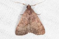 Nodaria nodosalis
