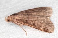 Nodaria nodosalis