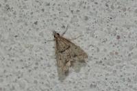 Diplopseustis perieresalis