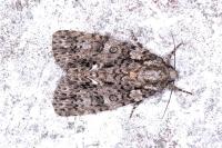 Acronicta rumicis