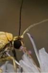 Indalia lutarella