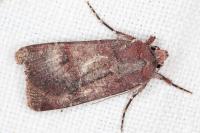 Agrotis trux