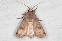 Agrotis trux