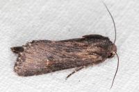 Aporophyla australis