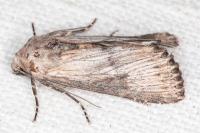 Aporophyla australis