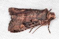 Dryobota labecula