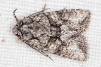 Dryobotodes monochroma