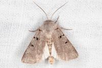 Eugnorisma glareosa