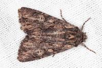 Mniotype solieri