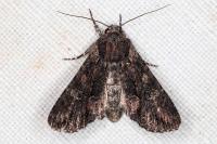 Mniotype solieri
