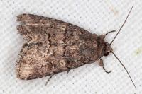 Spodoptera cilium