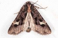 Trigonophora flammea